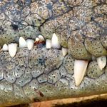 ワニの歯の数と再生について
